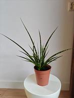Sanseveria, Groene kamerplant, Ophalen, Volle zon, Minder dan 100 cm