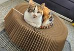 Nala en Luna zoeken een ander huis, Dieren en Toebehoren, Poes, Kortharig, 0 tot 2 jaar