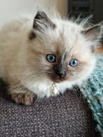 Prachtige Ragdoll kittens, Dieren en Toebehoren, Katten en Kittens | Raskatten | Langhaar, Meerdere dieren, Ontwormd