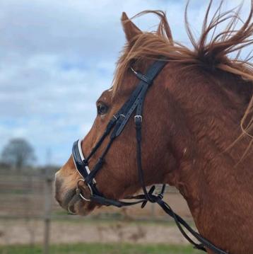 Hoofdstel Anky full beschikbaar voor biedingen