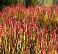 Japanse bloedgras 'Red Baron" ( imperata cylindrica ), Tuin en Terras, Planten | Tuinplanten, Vaste plant, Siergrassen, Halfschaduw