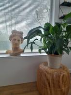 Mooie buste Apollo van Belvedère, Ophalen, Zo goed als nieuw