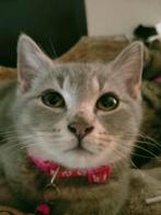 Britse korthaar kittens,en Britse langharige kittens, Dieren en Toebehoren, Katten en Kittens | Raskatten | Langhaar, Meerdere dieren