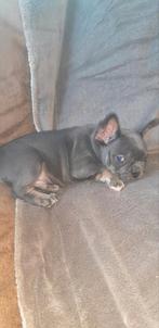 Franse bulldog pups fransebulldog, Dieren en Toebehoren, Nederland, CDV (hondenziekte), 8 tot 15 weken, Bulldog