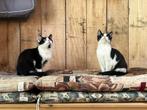 kittens, katertje en poesje, Dieren en Toebehoren