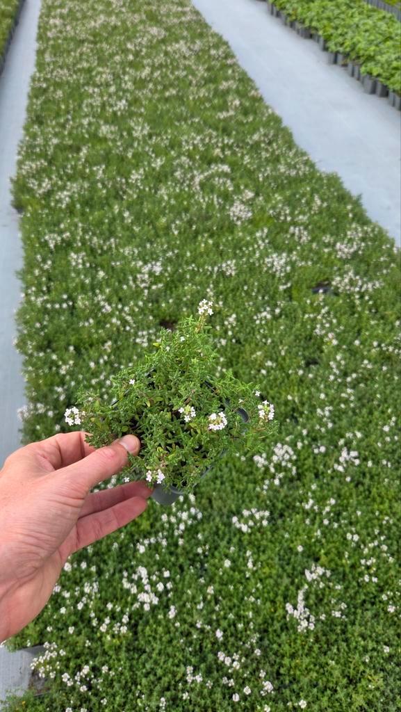 Thymus compacta - Tijm - vaste plant 9cm pot, Tuin en Terras, Planten | Tuinplanten, Halfschaduw, Ophalen of Verzenden