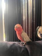 Rosé Kaketoe en Meyer papegaai te koop, Dieren en Toebehoren, Vogels | Parkieten en Papegaaien, Mannelijk, Papegaai, Tam