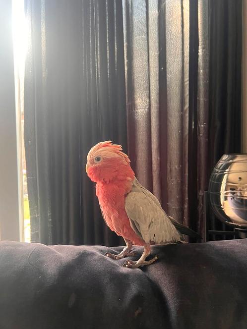Rosé Kaketoe en Meyer papegaai te koop, Dieren en Toebehoren, Vogels | Parkieten en Papegaaien, Papegaai, Mannelijk, Tam