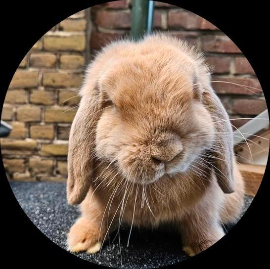 Lief minilop rammetje, Dieren en Toebehoren, Konijnen, Dwerg, Mannelijk, Hangoor