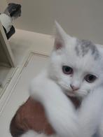 Britse korthaar kittens katertjes, Dieren en Toebehoren, Katten en Kittens | Raskatten | Korthaar, Meerdere dieren