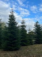 Mooie grote kerstbomen Nordmann, Omorika, Fijnspar, Diversen, Kerst, Ophalen, Nieuw