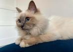 Heilige birmaan, Ivy 5 jaar SPOED HERPLAATSING, Poes
