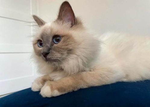 Heilige birmaan, Ivy 5 jaar SPOED HERPLAATSING, Dieren en Toebehoren, Katten en Kittens | Raskatten | Langhaar, Poes