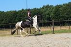 Bloedmooie goedlopende barockpinto ruin 11 jaar, Dieren en Toebehoren, Paarden, Gechipt, Ruin, Dressuurpaard, L