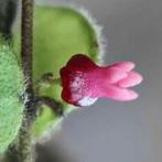 Dischidia sp. aff. hirsuta, Overige soorten, Minder dan 100 cm, Bloeiende kamerplant, Halfschaduw