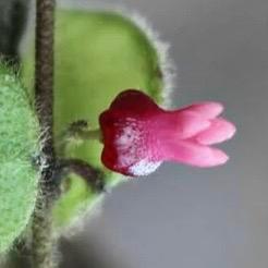 Dischidia sp. aff. hirsuta, Huis en Inrichting, Kamerplanten, Overige soorten, Minder dan 100 cm, Bloeiende kamerplant, Halfschaduw