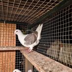 Duiven te koop vrouw, Meerdere dieren, Overige soorten