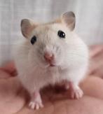 Jonge dwerghamsters handtam en kinderen gewend, Dieren en Toebehoren, Knaagdieren, Hamster, November, Meerdere dieren, Tam
