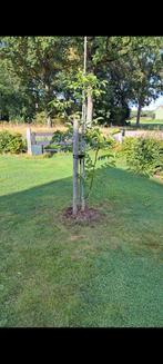 Juglans regia 'Coenen' - Walnootboom, Tuin en Terras, Planten | Bomen, Overige soorten, Lente, 100 tot 250 cm, Ophalen