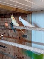 Te koop een albino valkparkiet pop, Dieren en Toebehoren, Vogels | Parkieten en Papegaaien, Vrouwelijk, Parkiet, Geringd