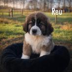 Pups van Tibetaanse Berghond X moscow watchdog, CDV (hondenziekte), 8 tot 15 weken, Meerdere, Meerdere dieren