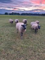 Bleu du main rammen, Mannelijk, Schaap