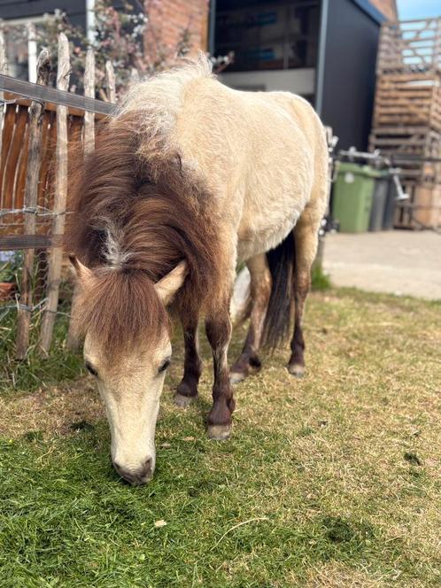 Super mooie raszuivere falabella paardjes te koop!, Dieren en Toebehoren, Pony's, Meerdere dieren, Niet van toepassing, Recreatiepony