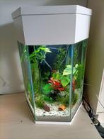 Super leuke zeshoekige aquarium nog nieuw in Rotterdam, Dieren en Toebehoren, Vissen | Aquaria en Toebehoren, Ophalen, Zo goed als nieuw
