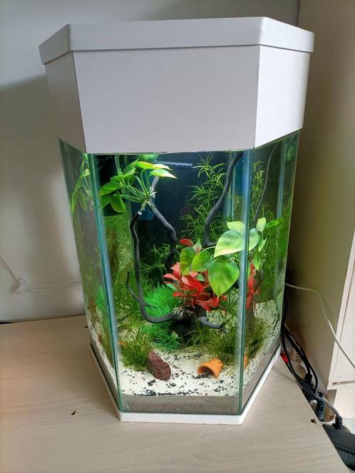 Super leuke zeshoekige aquarium nog nieuw in Rotterdam, Dieren en Toebehoren, Vissen | Aquaria en Toebehoren, Zo goed als nieuw