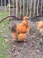 Zijdehoen usa haantje, Dieren en Toebehoren, Pluimvee, Mannelijk, Kip