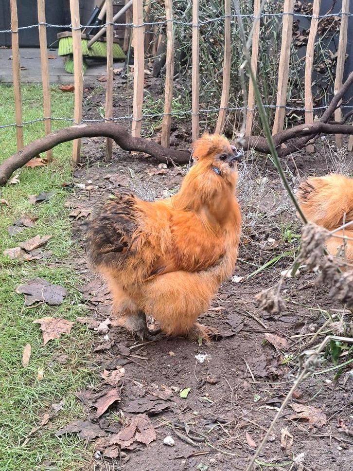 Zijdehoen usa haantje, Dieren en Toebehoren, Pluimvee, Kip, Mannelijk