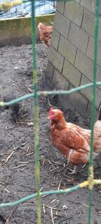 Kippen, Dieren en Toebehoren, Pluimvee, Vrouwelijk, Kip