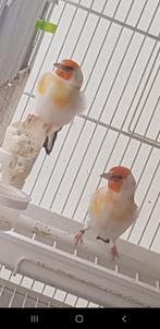 Putters Major, Dieren en Toebehoren, Vogels | Overige Vogels, Meerdere dieren, Wildzangvogel