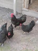 Toom australorp kriel 1+4 ook nog wat broedeieren, Meerdere dieren, Kip