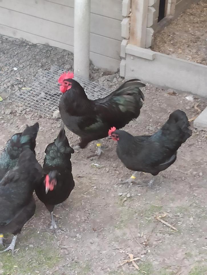 Toom australorp kriel 1+4 ook nog wat broedeieren, Dieren en Toebehoren, Pluimvee, Kip, Meerdere dieren