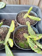 Te koop Opuntia humifusa, Tuin en Terras, Planten | Tuinplanten, Ophalen