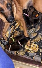 Rotweiler kruising mechelse herder, Dieren en Toebehoren, 8 tot 15 weken, CDV (hondenziekte), Meerdere, Meerdere dieren