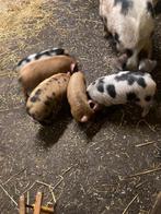 Kune Kune biggetjes, Dieren en Toebehoren, Schapen, Geiten en Varkens, Meerdere dieren, Varken, 0 tot 2 jaar