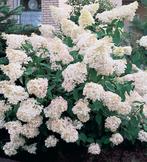 Hydrangea P. Grandiflora | Pluimhortensia | Chemievrij | C3, Overige soorten, Vaste plant, Ophalen of Verzenden, Halfschaduw