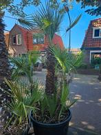 ACTIE: Grote multistam Chamaerops Humulis: €350, 100 tot 250 cm, Zomer, Palmboom, Ophalen
