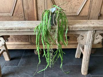 NIEUW PTMD kunstplant kunstbloem hangende zaagcactus beschikbaar voor biedingen