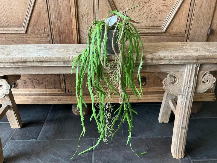 NIEUW PTMD kunstplant kunstbloem hangende zaagcactus, Huis en Inrichting, Woonaccessoires | Kunstplanten en Kunstbloemen, Nieuw