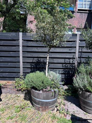 1 halve houten wijnvat met olijfboom, en kruiden beschikbaar voor biedingen
