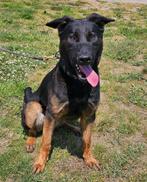 hollandse/mechelse herder reu, Rabiës (hondsdolheid), Reu, 1 tot 2 jaar, Eén hond
