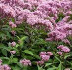 Eupatorium - Koninginnekruid, Volle zon, Vaste plant, Zomer, Ophalen