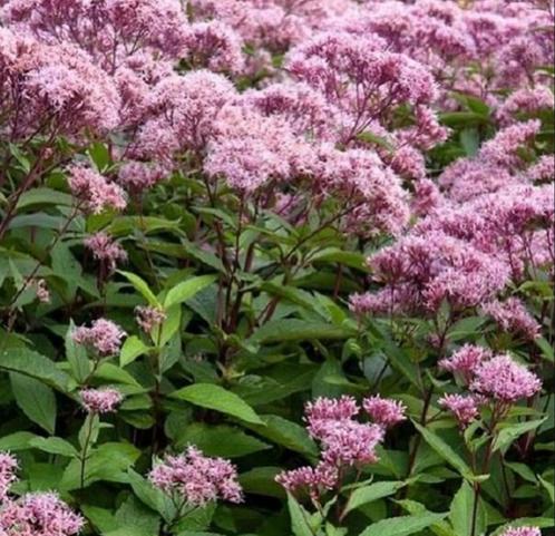 Eupatorium - Koninginnekruid, Tuin en Terras, Planten | Tuinplanten, Vaste plant, Overige soorten, Volle zon, Zomer, Ophalen