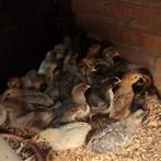 Verschillende easter eggers kuikens ivm goede uitkomst, Geslacht onbekend, Kip