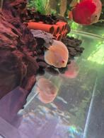 Discusvissen, Hagedis, 0 tot 2 jaar