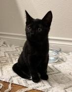 Kitten gezocht, Dieren en Toebehoren, Katten en Kittens | Overige Katten, Poes, 0 tot 2 jaar