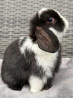 NHD Dwerg Hangoor konijntjes rammetjes en voedstertjes, Meerdere dieren, Dwerg, Hangoor, 0 tot 2 jaar